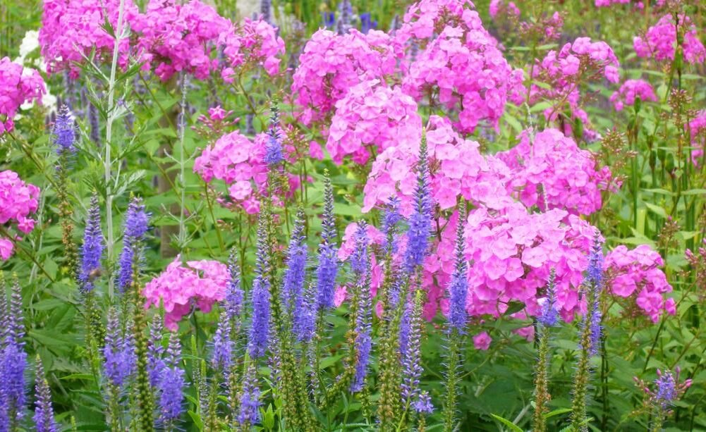 Флоксы +вероника