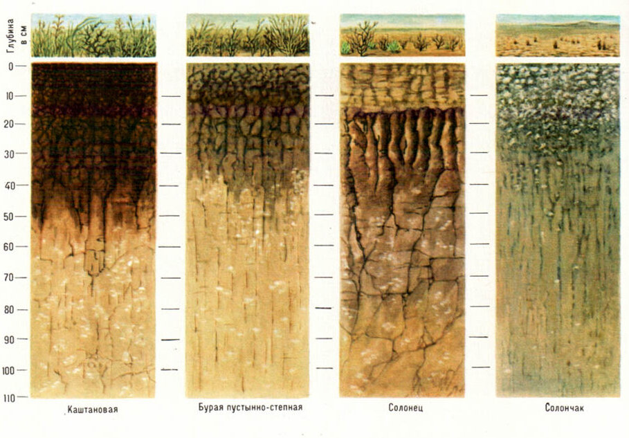 В этой зоне образуются подзолистые почвы. Каштановые почвы. Подзолистые почвы. Сухость почвы. Растительный мир подзолистых почв.