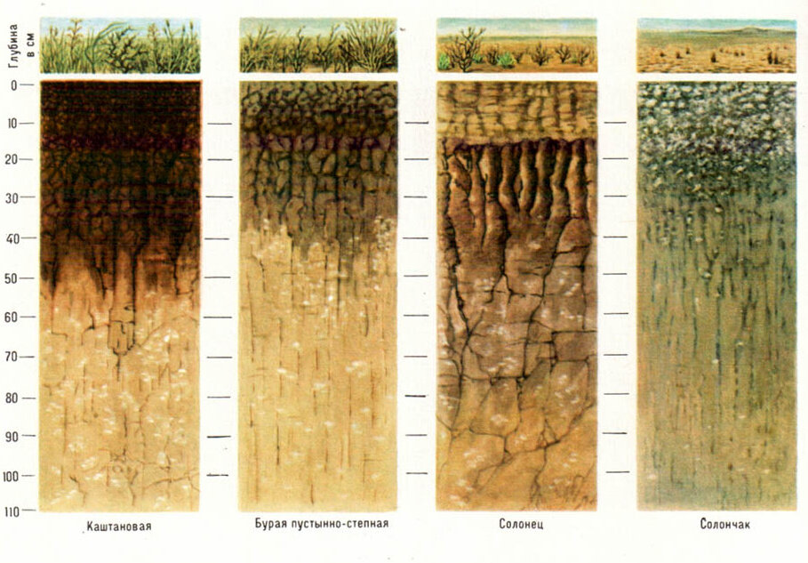 Каштановые почвы. Солончаки профиль почвы. Дерново солодь. Солончаки морфологическое строение. Почвенный профиль светло каштановых почв.
