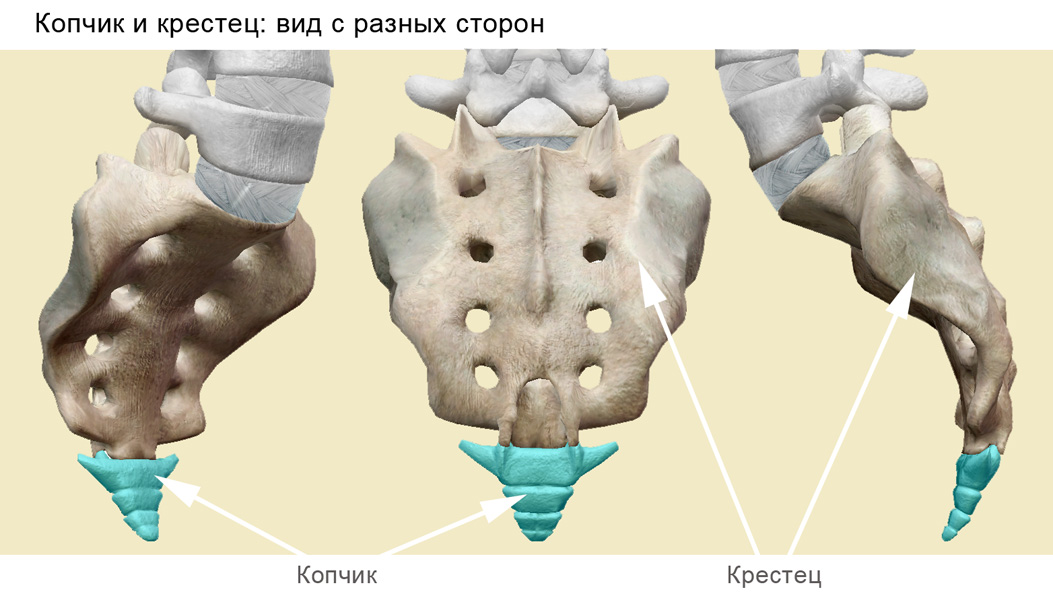 Где крестец у человека фото. Анатомия крестцово копчикового отдела. Крестцовый отдел позвоночника анатомия. Крестец и копчик. Крестцово-копчиковый отдел позвоночника анатомия.