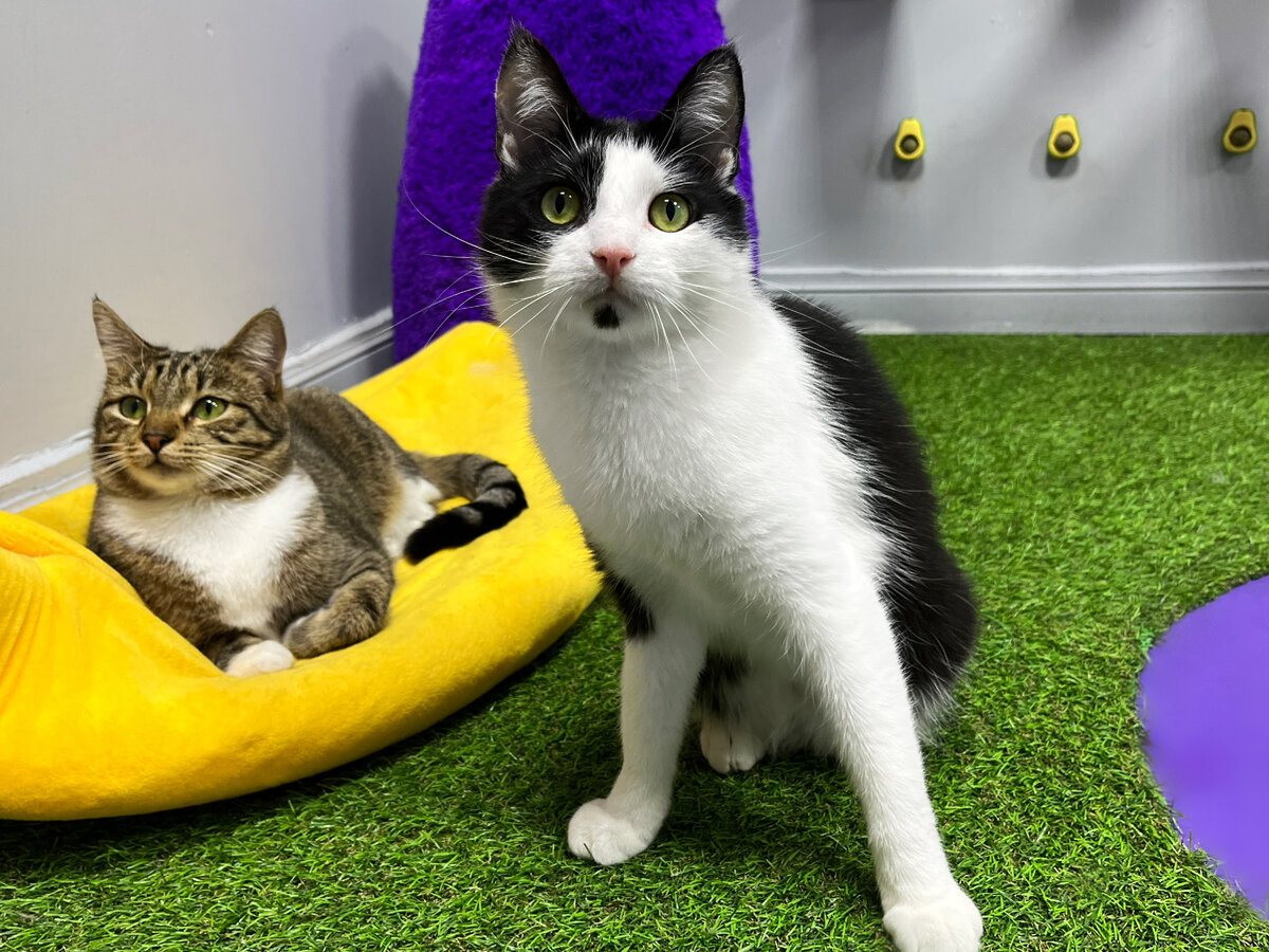 Коты из FrrFrr House ищут квадратный сантиметр ковра без шерсти, чтобы исправить ситуацию 