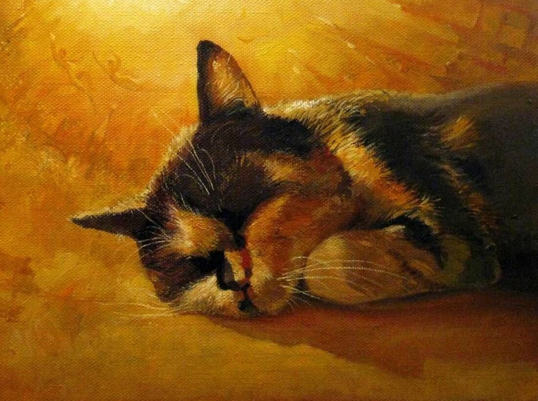 Шокирующая история: кот-ворожей стал известен, украв зубы местной жительницы