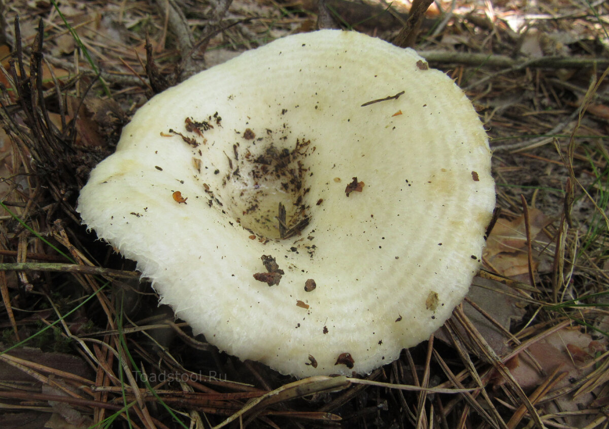 Белый груздь фото. Груздь настоящий (Lactarius resimus). Млечник смолисто-чёрный. Белый груздь полевой. Груздь Ольховник.