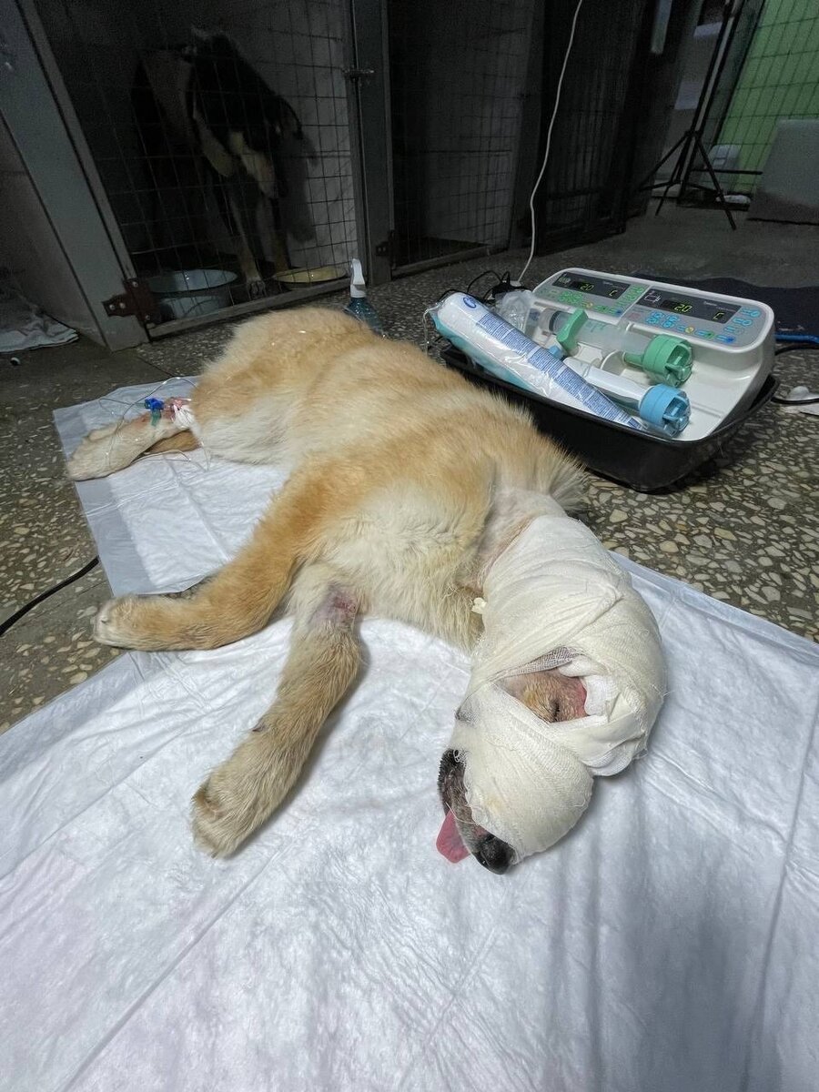 Альфа в реанимации