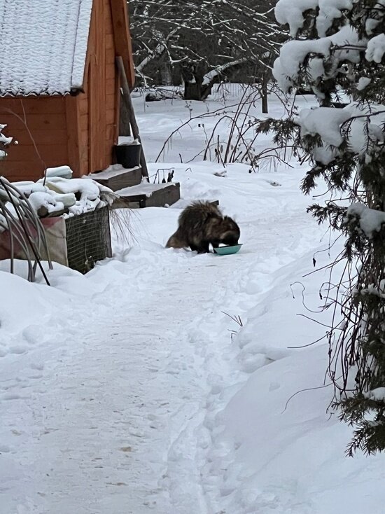     фото: реабилитационный центр диких животных "Ромашка"