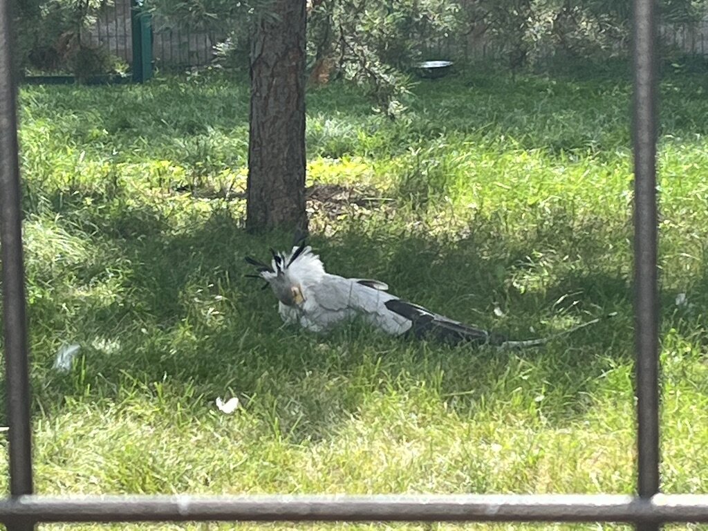 Птица-секретарь в Красноярске