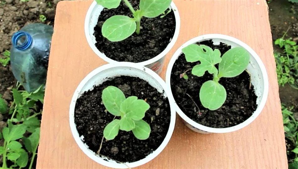 рассада арбузов сорта "Огонек"