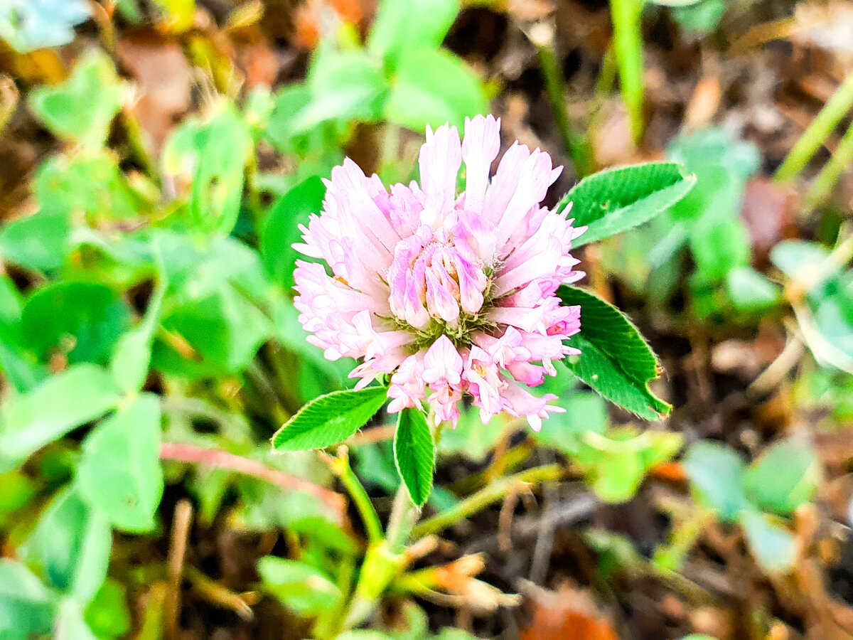 Клевер, который многие сажают в качестве газонной травы - мягкий, пушистый и красивый, когда цветет