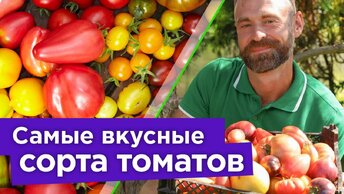 Хвалил, хвалю и буду хвалить! Самые вкусные, урожайные и устойчивые к болезням сорта томатов