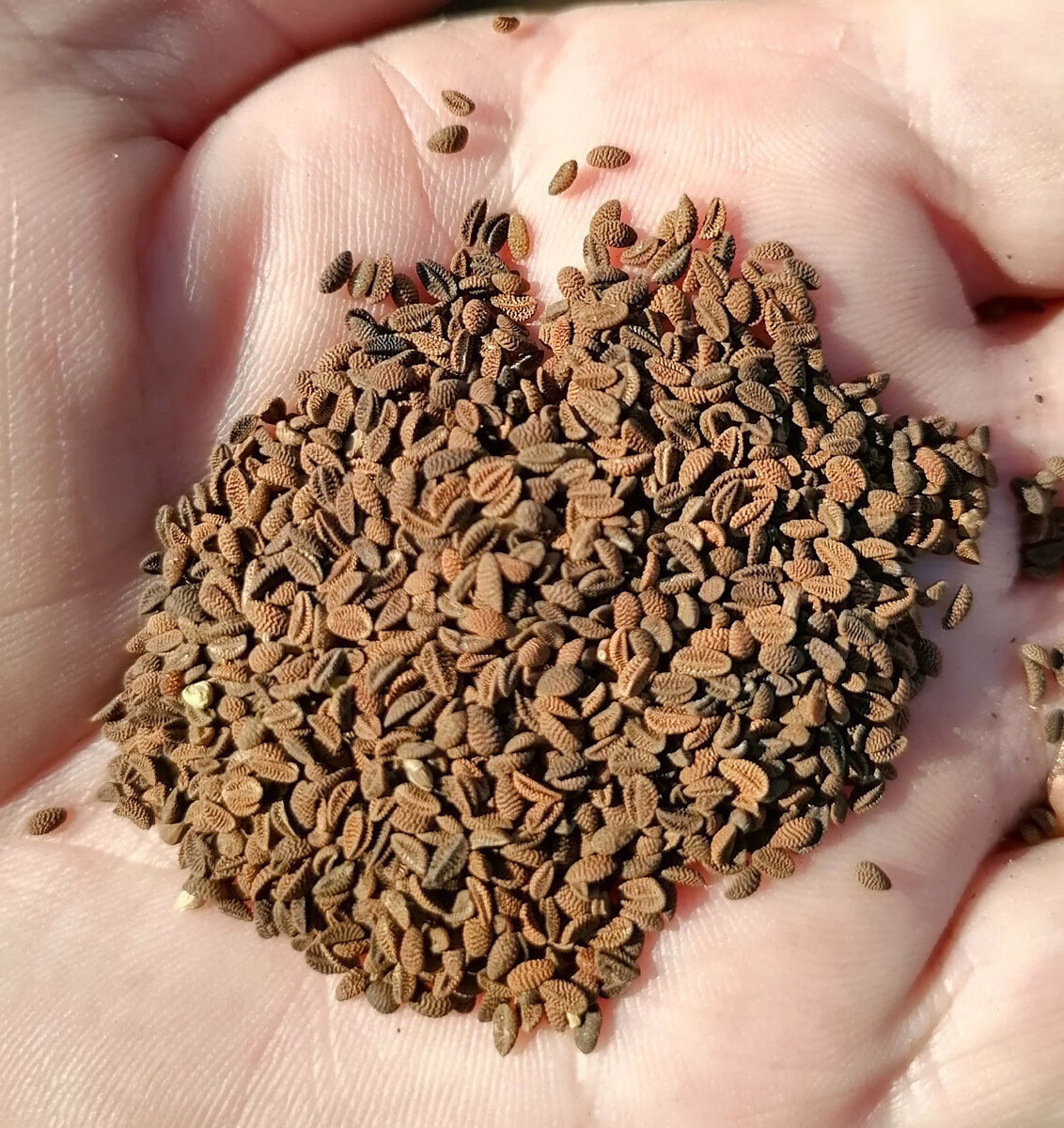 Семена фацелии