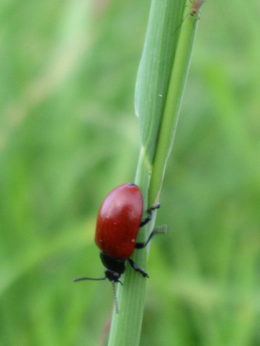 Букашка