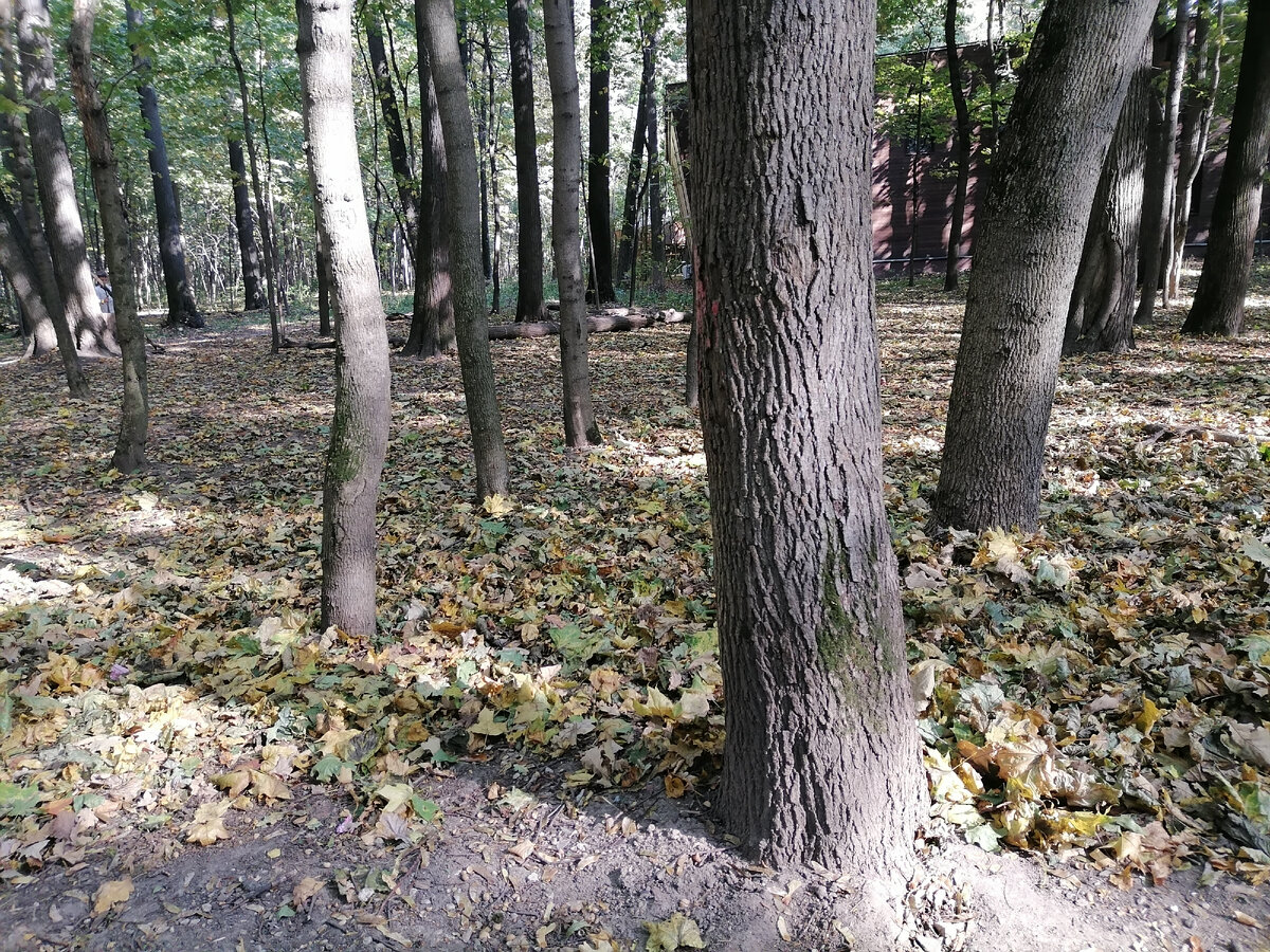 Фото мое. Осень в парке 