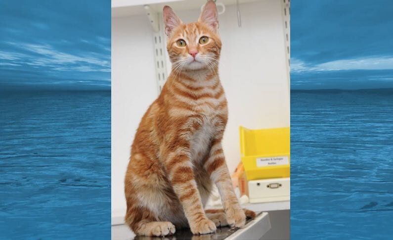 Синдбад провёл в контейнере 17 дней.