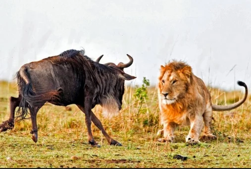 Лев охотится, ведь кушать хочется.