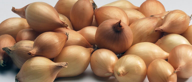 Хорошая луковица вырастает из севка небольшого размера