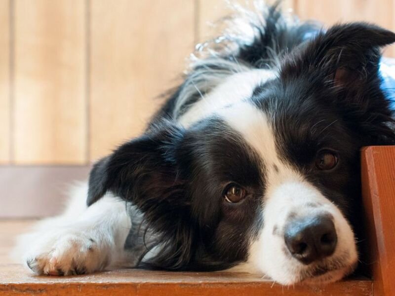 Источник фото: https://wakyma.com/blog/wp-content/uploads/2017/03/como-prevenir-el-hiperapego-en-perros.jpg