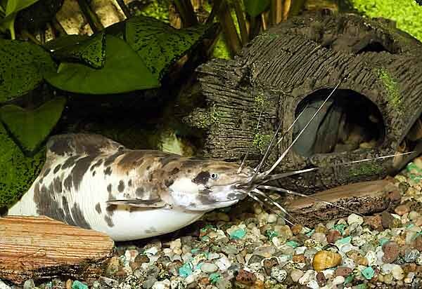 Источник фото: jigsawplanet.com