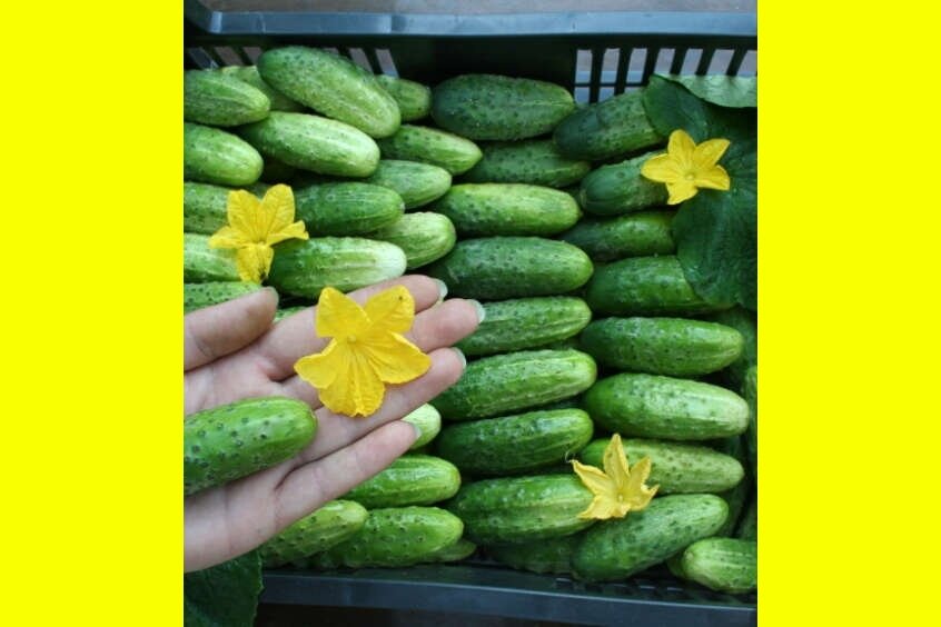 Фото взято с яндекс картинок с целью иллюстрации