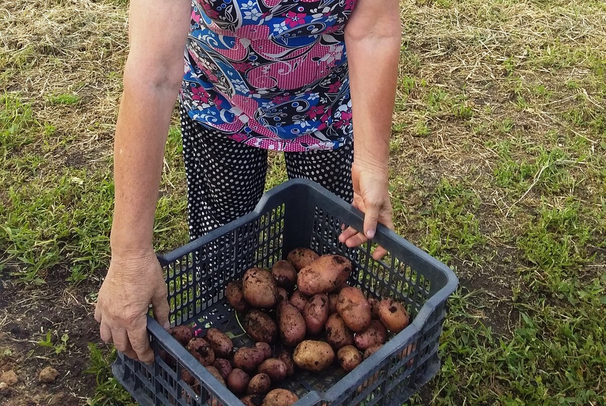 Можно садить зеленую картошку. Посадка картофеля. Картошка на грядке. Вырастить картошку на балконе. Сажание картошки.