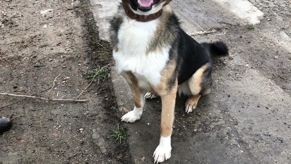 Опять за решеткой.