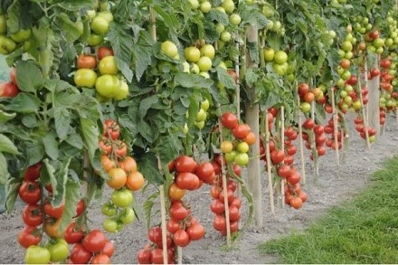 Помидоры – продукт питания, без которого невозможно приготовить многие исконно-русские блюда, например, борщ, соленья, томатный сок и прочие деликатесы. Однако, далеко не каждый житель нашей страны знает, что изначально этот кисло-сладкий плод попал на территорию Евразии только после того, как Колумб – знаменитый во всем мире путешественник, привез его из южной части американского континента, где до этого помидоры взращивались исключительно индейцами. Совершенно неожиданно оказалось, что экзотические плоды смогли прижиться также и в странах Европы и в России. Благодаря их отменному самочувствию, вскоре плоды посаженных растений стали использоваться во многих блюдах. К слову, многие процедуры, связанные с взращиванием этого растения до сих пор не поменялись. Давайте узнаем, как подвязывать помидоры правильно и что для этого нужно.