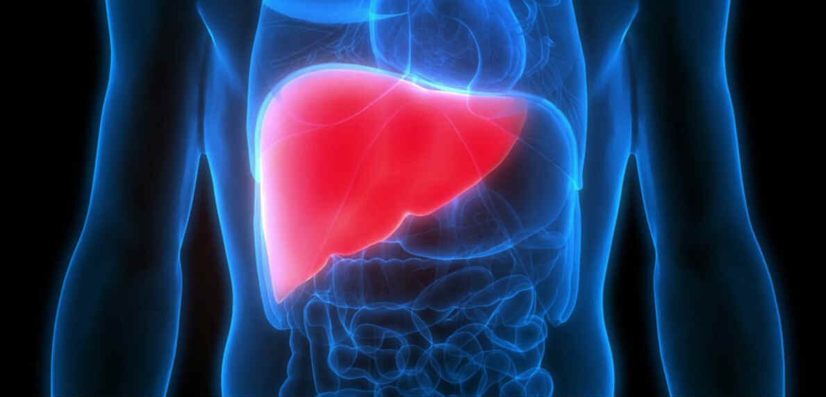 Liver