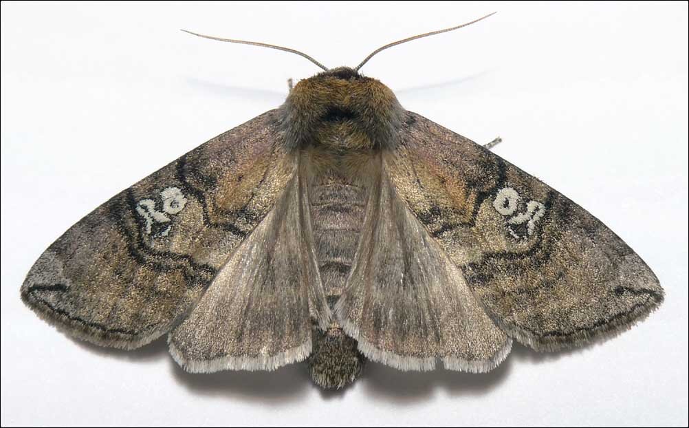 http://ftp.funet.fi/pub/sci/bio/life/warp/lepidoptera-6-English-Photolist.html