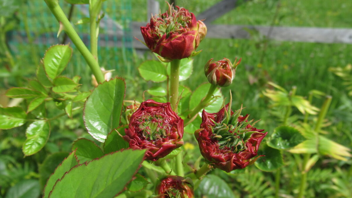 Полька болеет...