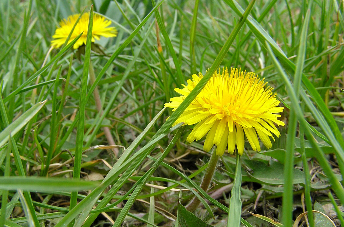 Ох, уж эти одуванчики. Как и где их найти рассказывать, естественно, не буду