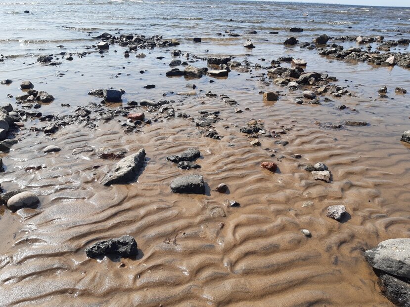 Финский залив соленая вода. Обмелевший финский залив. Финский залив соленый. Финский залив пресный. Финский залив вода.