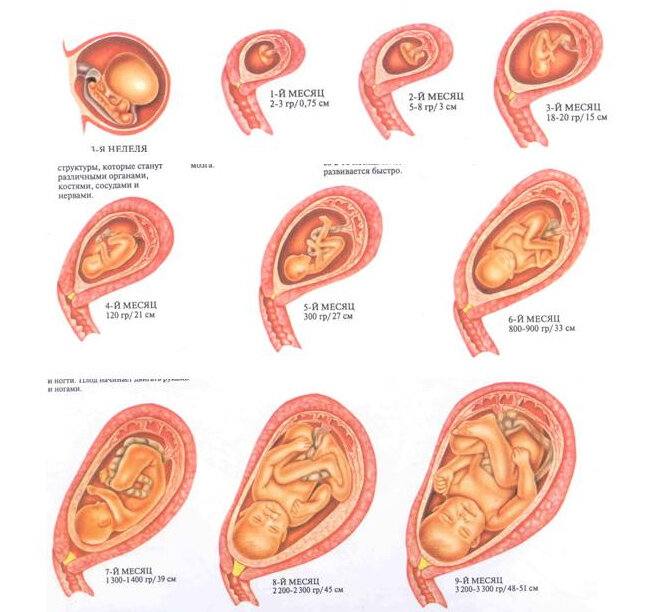 Период развития до 40 недель