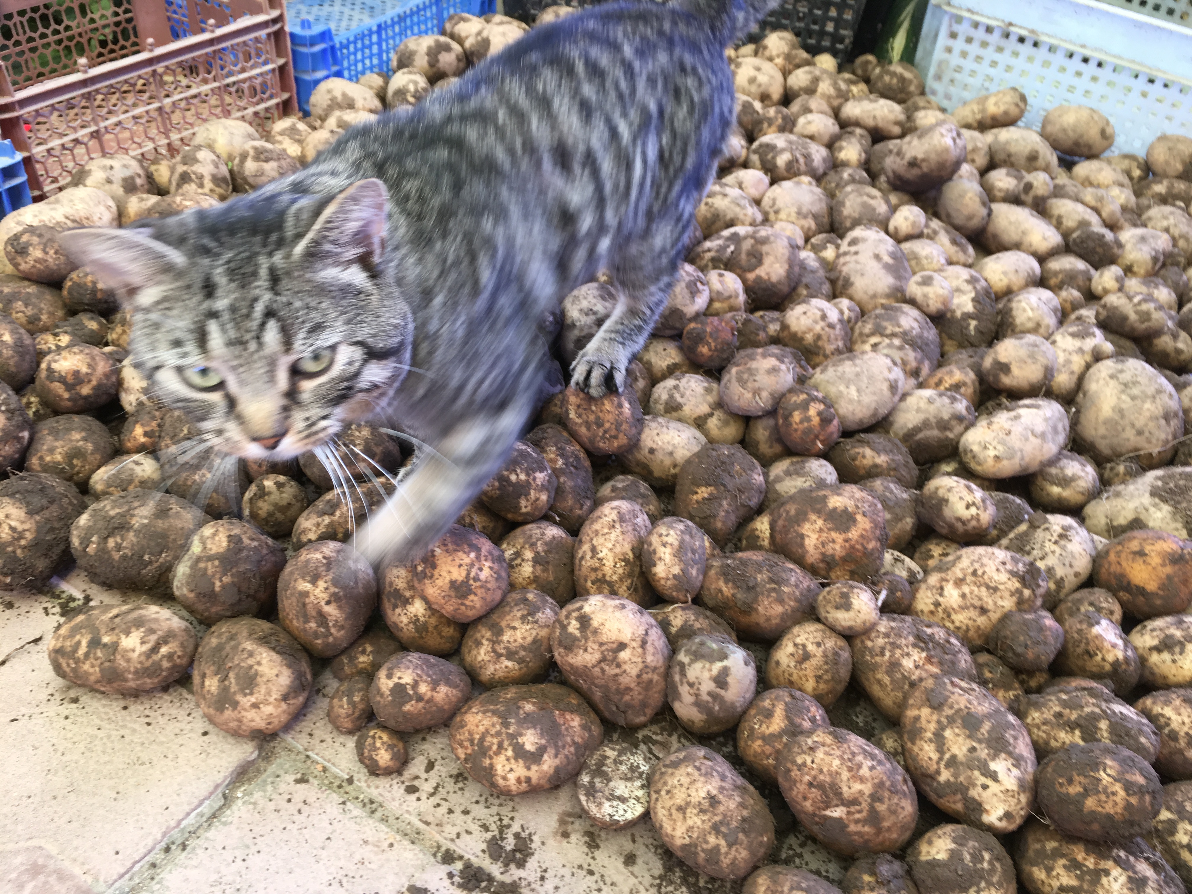 Соседский Маркиз :"Эх, жалко, что мясо на грядках не растет, как картошка..."