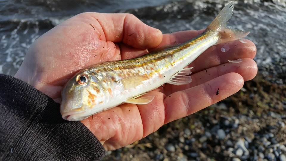 Барабулька водится