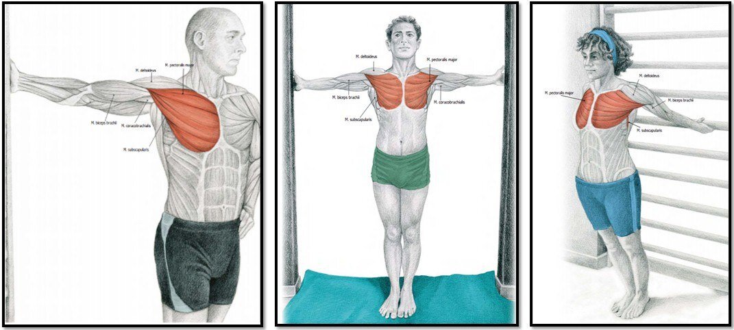 методы растяжки грудных мышц