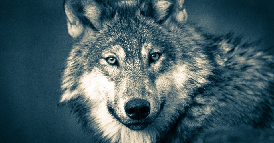 https://pixabay.com/photos/wolf-wolf-head-wolves-grey-animal-3577956/
