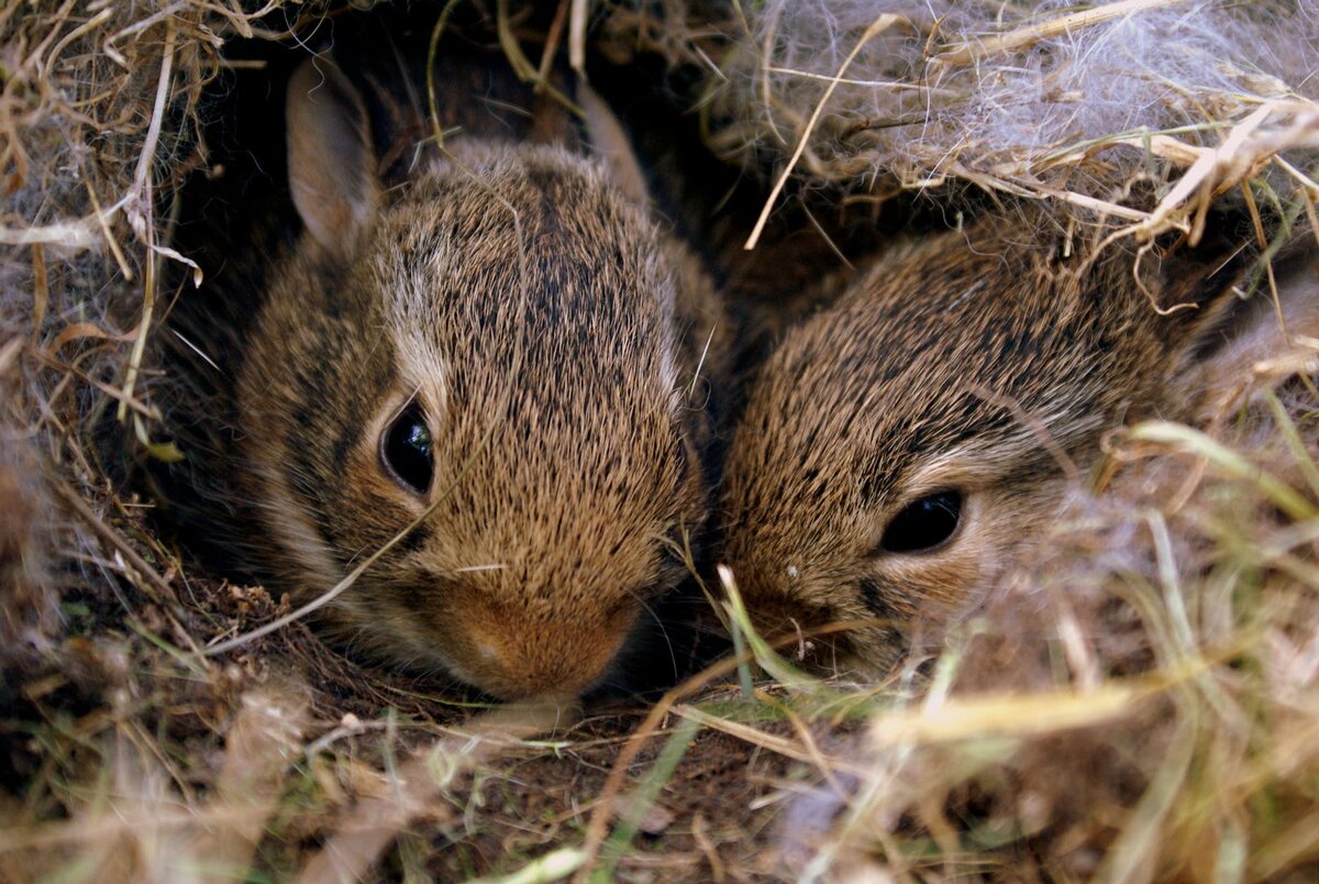 https://www.pexels.com/photo/two-brown-rabbits-949859/