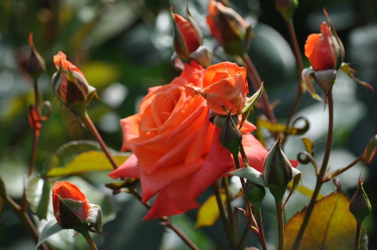 Обильное цветение роз на даче.