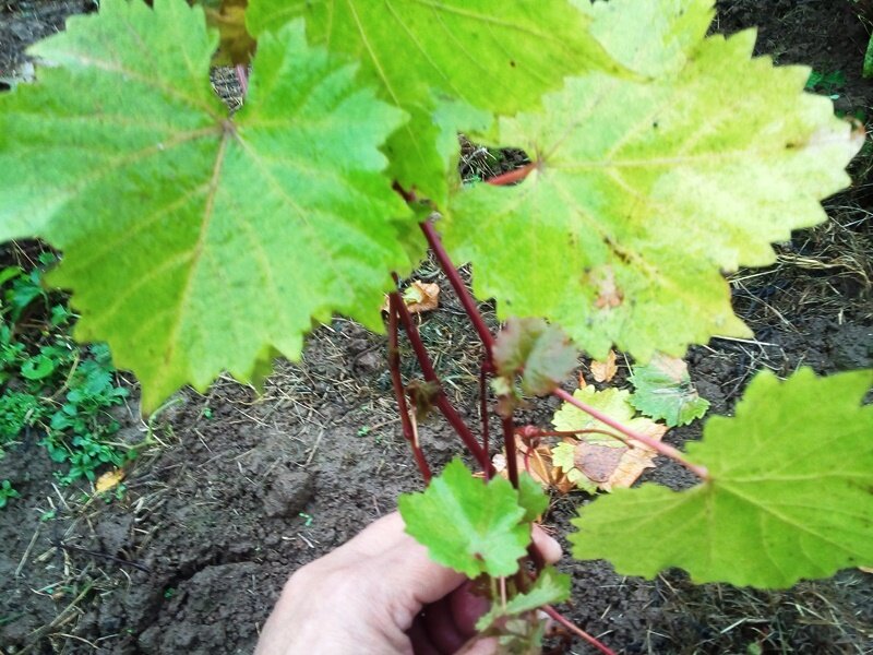 Саженец винограда в горшке прикопан уже с месяц как. Чувствует себя нормально.