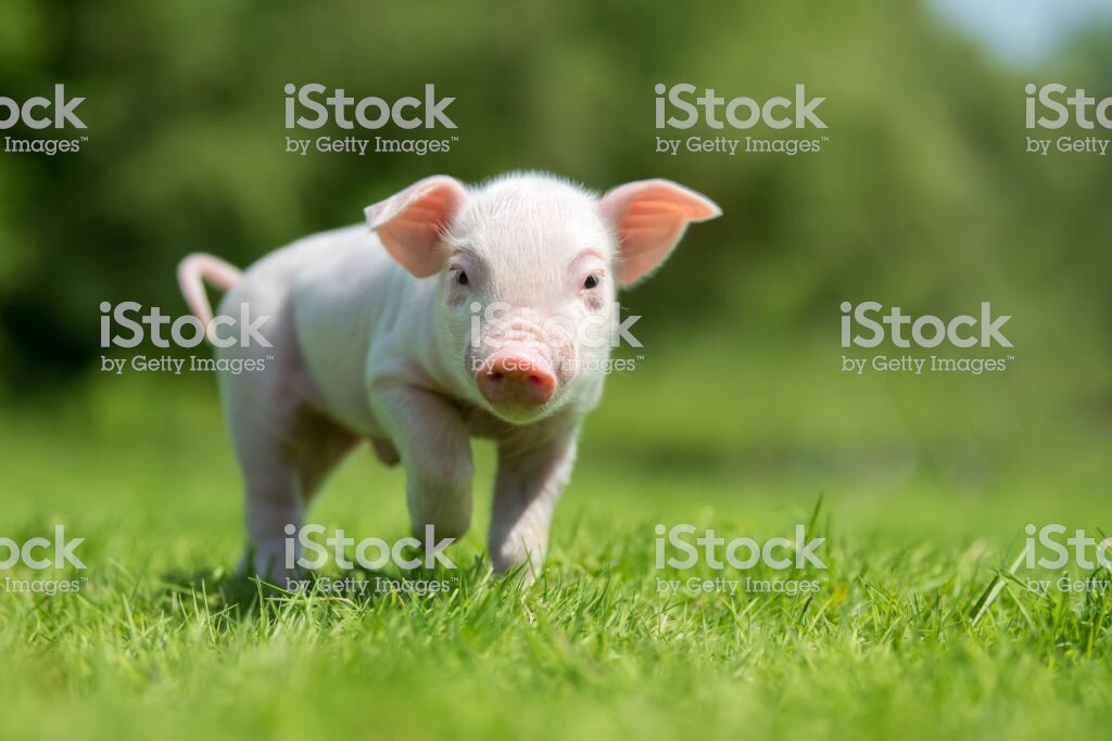 https://www.istockphoto.com/ru/%D1%84%D0%BE%D1%82%D0%BE/newborn-piglet-on-spring-green-grass-on-a-farm-gm956025942-261026436