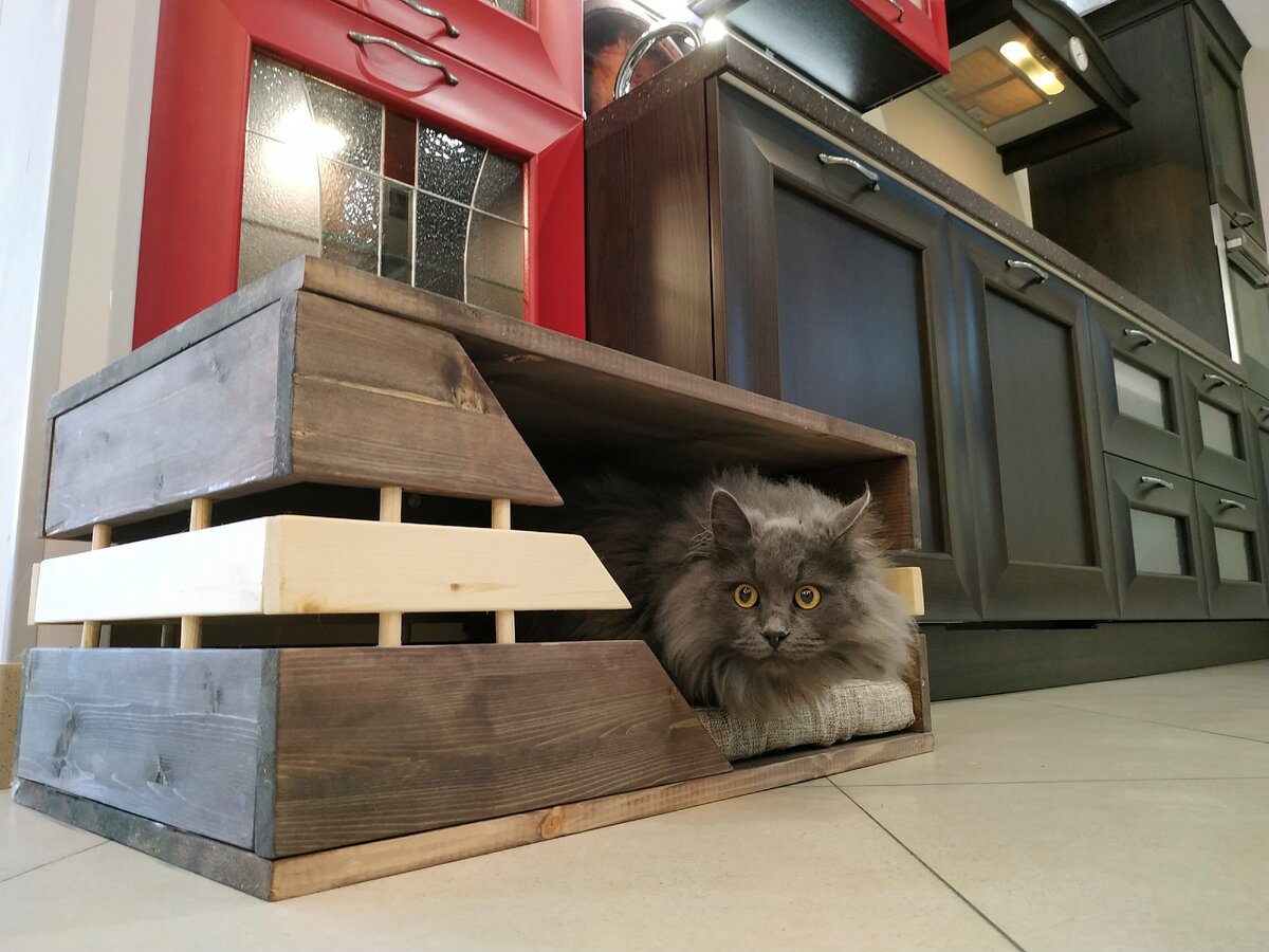 Красивому коту и красивой кухне - красивый диван! 