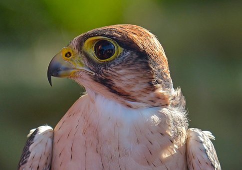 https://cdn.pixabay.com/photo/2018/12/27/00/46/hawk-3896750__340.jpg
