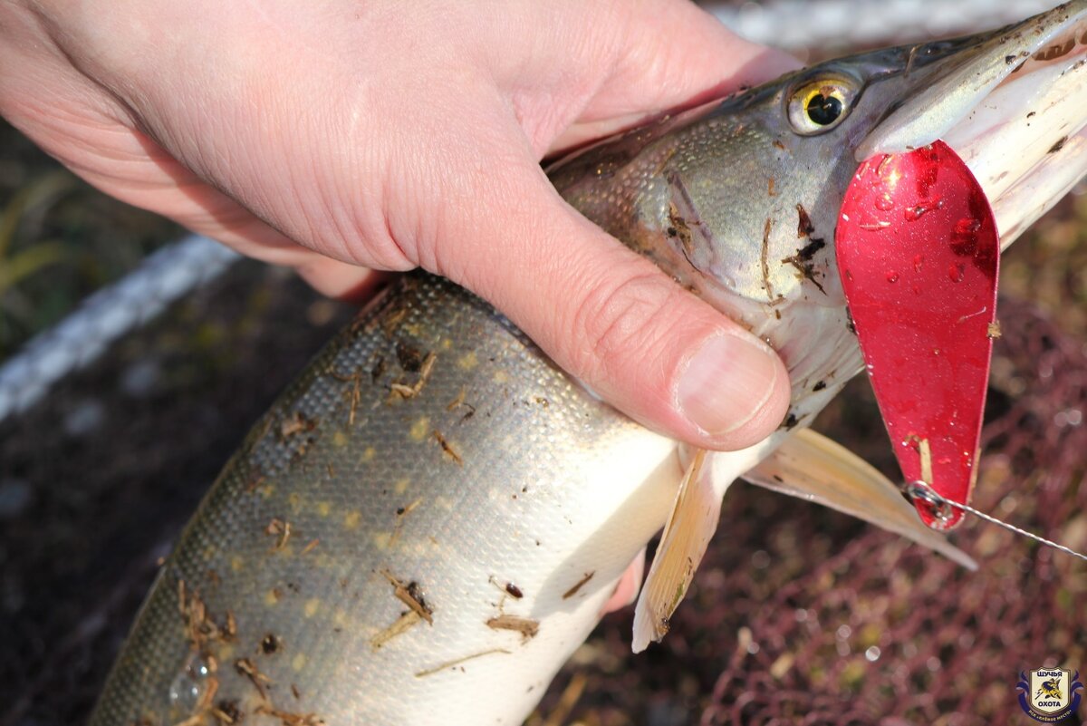 На разных водоёмах щука может предпочитать разные цвета приманок.