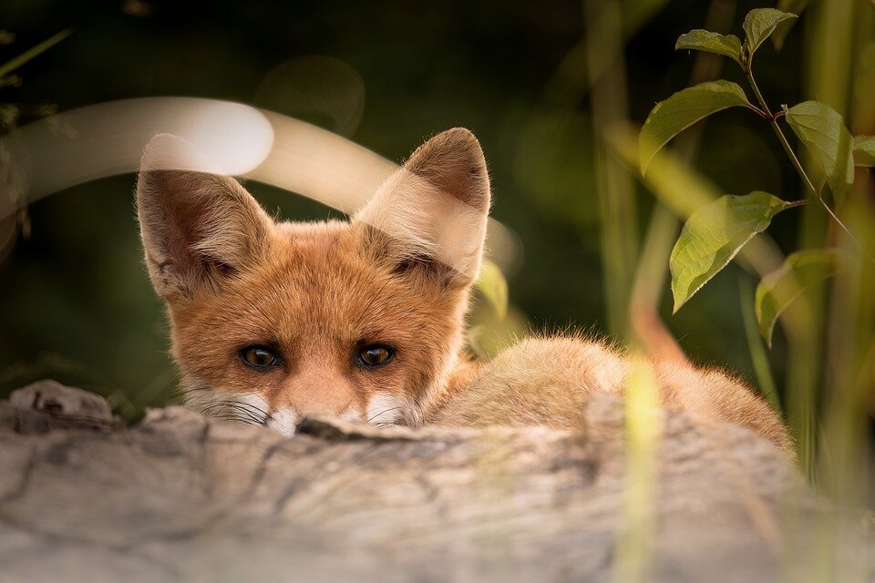 https://cdn.pixabay.com/photo/2017/02/23/20/05/little-fox-2093053_960_720.jpg