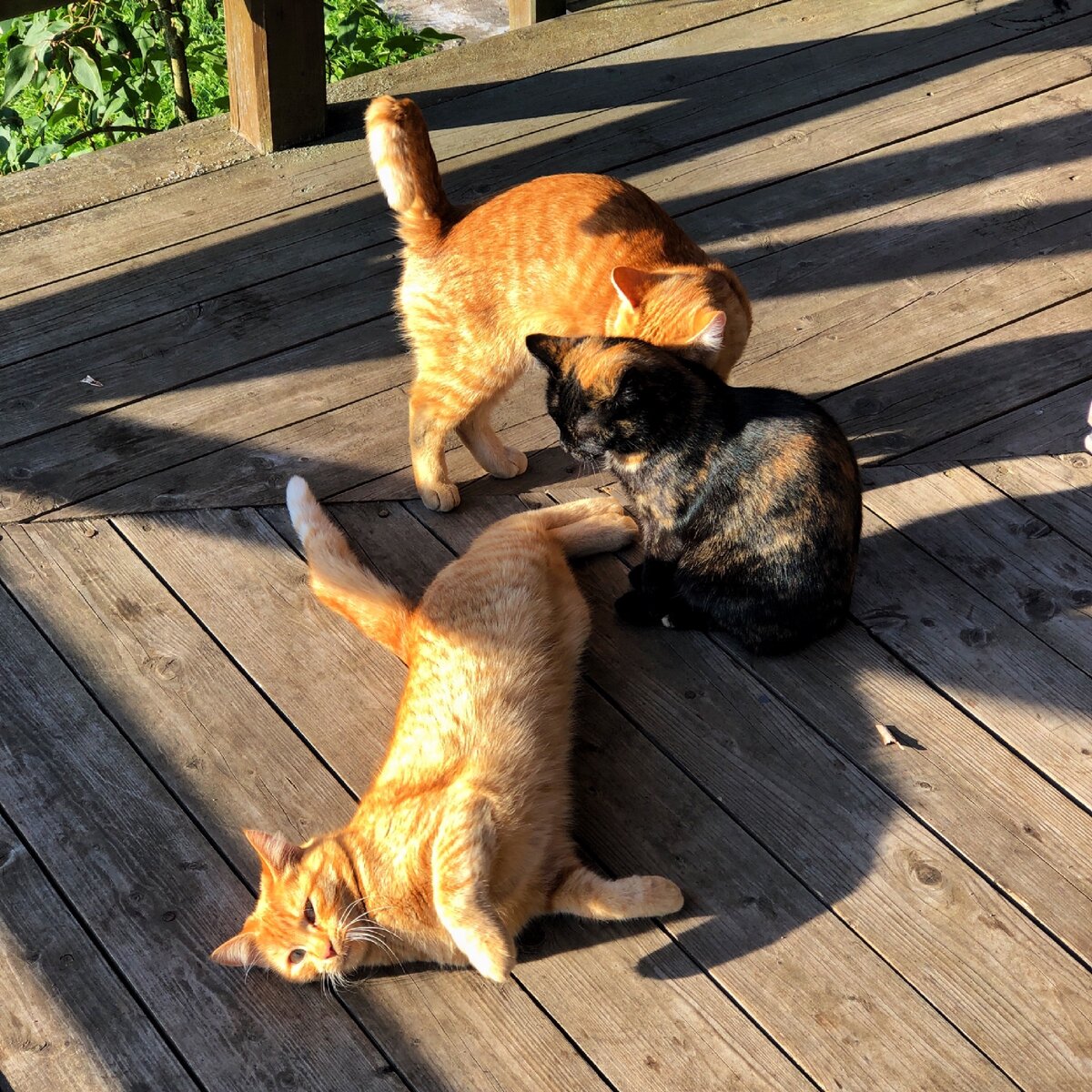 Людей не было, зато были кошки, гуси, индюшки и даже корова, которую муж кормил с руки яблоками, растущими тут же. Фото можно листать))