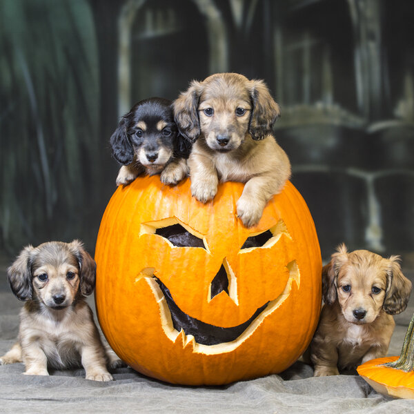 фотография из открытых источников