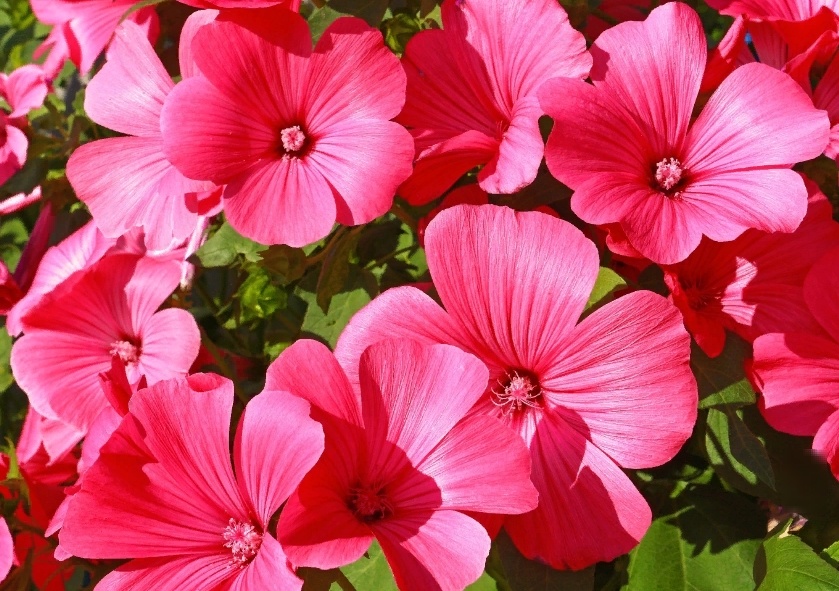 Превосходно смотрится вдоль стен и заборов.