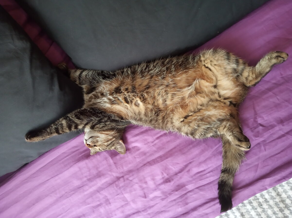 Кошки 2/3 жизни проводят во сне