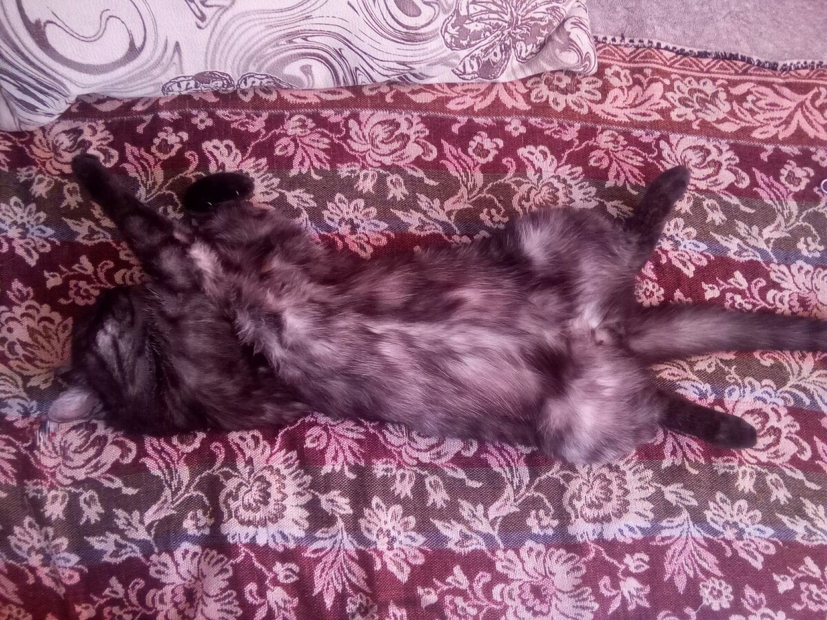 Все котики немного инопланетяне, а этот еще и маскируется под плед)