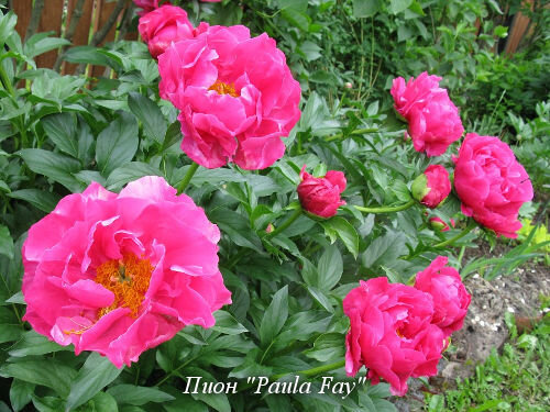 Пион "Paula Fay"