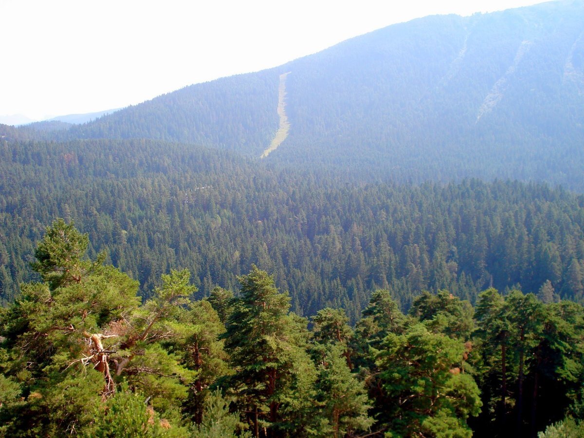 Леса Болгарии